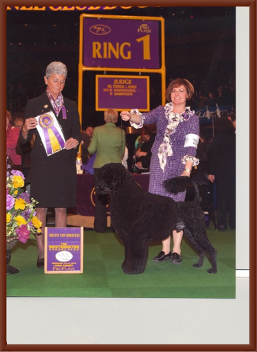 Father - The Wiz (Oz)
GCH CH Freestyle The Wiz (Oz)
AKC #: WS31988602